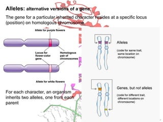 Alleles: alternative versions of a gene.
The gene for a particular inherited character resides at a specific locus
(position) on homologous chromosome.
For each character, an organism
inherits two alleles, one from each
parent
 