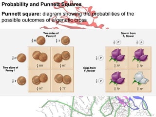 Probability and Punnett Squares
Punnett square: diagram showing the probabilities of the
possible outcomes of a genetic cross
 