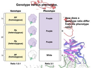 Genotype versus phenotype.
How does a
genotype ratio differ
from the phenotype
ratio?
 