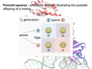 Punnett squares - probability diagram illustrating the possible
offspring of a mating.
Ss X Ss
gametes
 