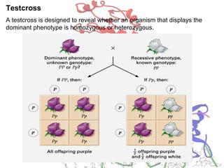 Testcross
A testcross is designed to reveal whether an organism that displays the
dominant phenotype is homozygous or heterozygous.
 