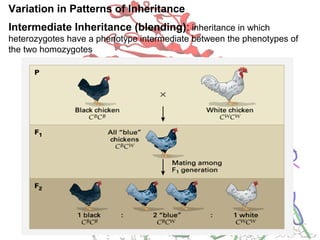 Variation in Patterns of Inheritance
Intermediate Inheritance (blending): inheritance in which
heterozygotes have a phenotype intermediate between the phenotypes of
the two homozygotes
 