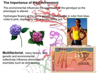 The Importance of the Environment
The environmental influences the expression of the genotype so the
phenotype is altered.
Hydrangea flowers of the same genetic variety range in color from blue-
violet to pink, depending on the acidity of the soil.
Multifactorial; many factors, both
genetic and environmental,
collectively influence phenotype in
examples such as skin tanning
 