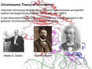 Chromosome Theory of Inheritance
Improved microscopy techniques, understand cell processes and genetic
studies converged during the late 1800’s and early 1900’s.
It was discovered that Mendelian inheritance has its physical basis in the
behavior of chromosomes during sexual life cycles.
Walter S. Sutton Theodor Boveri Hugo de Vries
 