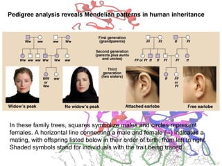 Pedigree analysis reveals Mendelian patterns in human inheritance
In these family trees, squares symbolize males and circles represent
females. A horizontal line connecting a male and female (--) indicates a
mating, with offspring listed below in their order of birth, from left to right.
Shaded symbols stand for individuals with the trait being traced.
 