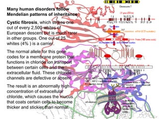 Many human disorders follow
Mendelian patterns of inheritance
Cystic fibrosis, which strikes one
out of every 2,500 whites of
European descent but is much rarer
in other groups. One out of 25
whites (4% ) is a carrier.
The normal allele for this gene
codes for a membrane protein that
functions in chloride ion transport
between certain cells and the
extracellular fluid. These chloride
channels are defective or absent.
The result is an abnormally high
concentration of extracellular
chloride, which causes the mucus
that coats certain cells to become
thicker and stickier than normal.
 