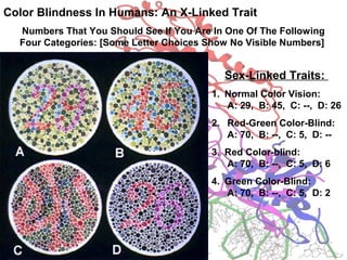 Color Blindness In Humans: An X-Linked Trait
Numbers That You Should See If You Are In One Of The Following
Four Categories: [Some Letter Choices Show No Visible Numbers]
Sex-Linked Traits:
1. Normal Color Vision:
A: 29, B: 45, C: --, D: 26
2. Red-Green Color-Blind:
A: 70, B: --, C: 5, D: --
3. Red Color-blind:
A: 70, B: --, C: 5, D: 6
4. Green Color-Blind:
A: 70, B: --, C: 5, D: 2
 