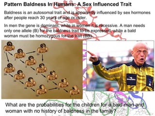 Pattern Baldness In Humans: A Sex Influenced Trait
Baldness is an autosomal trait and is apparently influenced by sex hormones
after people reach 30 years of age or older.
In men the gene is dominant, while in women it is recessive. A man needs
only one allele (B) for the baldness trait to be expressed, while a bald
woman must be homozygous for the trait (BB).
What are the probabilities for the children for a bald man and
woman with no history of baldness in the family?
 