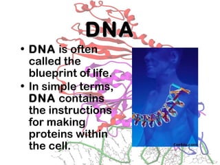DNADNA
• DNA is often
called the
blueprint of life.
• In simple terms,
DNA contains
the instructions
for making
proteins within
the cell.
 