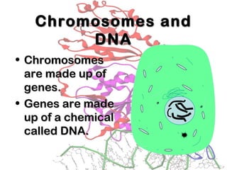 Chromosomes andChromosomes and
DNADNA
• ChromosomesChromosomes
are made up ofare made up of
genes.genes.
• Genes are madeGenes are made
up of a chemicalup of a chemical
called DNA.called DNA.
 