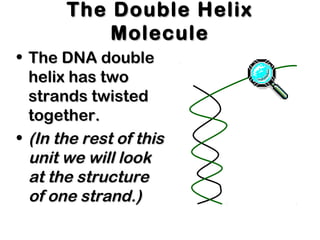 The Double HelixThe Double Helix
MoleculeMolecule
• The DNA doubleThe DNA double
helix has twohelix has two
strands twistedstrands twisted
together.together.
• (In the rest of this(In the rest of this
unit we will lookunit we will look
at the structureat the structure
of one strand.)of one strand.)
 