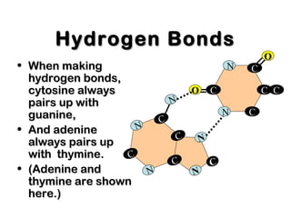 Hydrogen BondsHydrogen Bonds
• When makingWhen making
hydrogen bonds,hydrogen bonds,
cytosine alwayscytosine always
pairs up withpairs up with
guanine,guanine,
• And adenineAnd adenine
always pairs upalways pairs up
with thymine.with thymine.
• (Adenine and(Adenine and
thymine are shownthymine are shown
here.)here.)
C
C
C
C
N
N
N
N
N
C
C
C
C
C
N
N
OO
OO
C
 