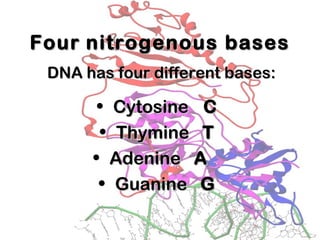 FourFour nitrogenous basesnitrogenous bases
• CytosineCytosine CC
• ThymineThymine TT
• AdenineAdenine AA
• GuanineGuanine GG
DNA has four different bases:DNA has four different bases:
 