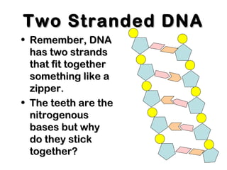 Two Stranded DNATwo Stranded DNA
• Remember, DNARemember, DNA
has two strandshas two strands
that fit togetherthat fit together
something like asomething like a
zipper.zipper.
• The teeth are theThe teeth are the
nitrogenousnitrogenous
bases but whybases but why
do they stickdo they stick
together?together?
 