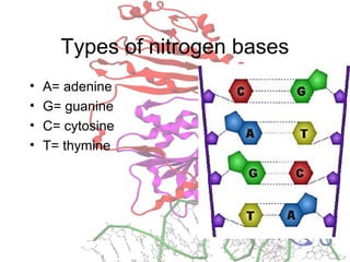 Types of nitrogen bases
• A= adenine
• G= guanine
• C= cytosine
• T= thymine
 
