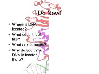 Do Now!
• Where is DNA
located?
• What does it look
like?
• What are its bases?
• Why do you think
DNA is located
there?
 