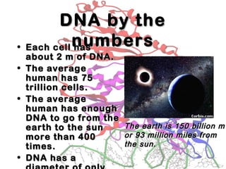 DNA by theDNA by the
numbersnumbers• Each cell hasEach cell has
about 2 m of DNA.about 2 m of DNA.
• The averageThe average
human has 75human has 75
trillion cells.trillion cells.
• The averageThe average
human has enoughhuman has enough
DNA to go from theDNA to go from the
earth to the sunearth to the sun
more than 400more than 400
times.times.
• DNA has aDNA has a
The earth is 150 billion mThe earth is 150 billion m
or 93 million miles fromor 93 million miles from
the sun.the sun.
 