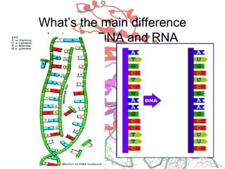 What’s the main difference
between DNA and RNA
 