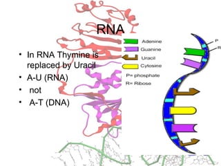 RNA
• In RNA Thymine is
replaced by Uracil
• A-U (RNA)
• not
• A-T (DNA)
 