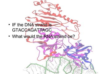 • IF the DNA strand is
GTACCAGATTAGC
• What would the RNA strand be?
 