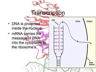 Transcription
• DNA is protected
inside the nucleus.
• mRNA carries the
message of DNA
into the cytoplasm to
the ribosome's
 
