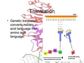 Translation
• Genetic translation
converts nucleic
acid language into
amino acid
language.
 