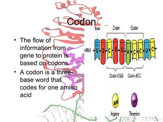 Codon
• The flow of
information from
gene to protein is
based on codons.
• A codon is a three-
base word that
codes for one amino
acid
 