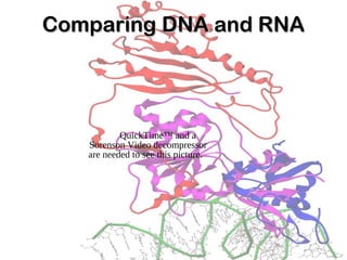 Comparing DNA and RNAComparing DNA and RNA
QuickTime™ and a
Sorenson Video decompressor
are needed to see this picture.
 