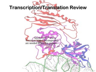 Transcription/Translation ReviewTranscription/Translation Review
QuickTime™ and a
Sorenson Video decompressor
are needed to see this picture.
 
