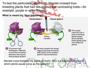 To test the particulate hypothesis, Mendel crossed true-
breeding plants that had two distinct and contrasting traits—for
example, purple or white flowers.
What is meant by “true breeding?”
Mendel cross-fertilized his plants by hand. Why is it important to control
which plants would serve as the parents?
 