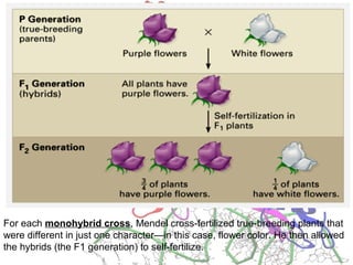 For each monohybrid cross, Mendel cross-fertilized true-breeding plants that
were different in just one character—in this case, flower color. He then allowed
the hybrids (the F1 generation) to self-fertilize.
 