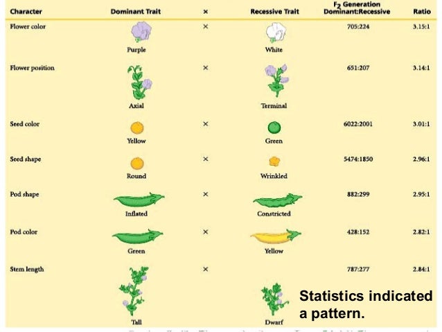 Genetic Basis Of Inheritance