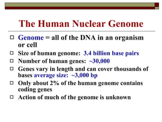 The Human Nuclear Genome Genome  = all of the DNA in an organism or cell Size of human genome:  3.4 billion base pairs Number of human genes:  ~30,000 Genes vary in length and can cover thousands of bases  average size:  ~3,000 bp Only about 2% of the human genome contains coding genes Action of much of the genome is unknown 