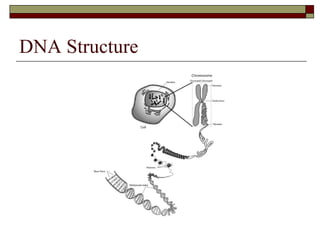 DNA Structure 