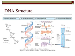 DNA Structure 