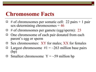 Chromosome Facts # of chromosomes per somatic cell:  22 pairs + 1 pair sex-determining chromosomes =  46 # of chromosomes per gamete (egg/sperm):  23 One chromosome of each pair donated from each parent’s egg or sperm Sex chromosomes:  XY  for males;  XX  for females Largest chromosome  #1 = ~263 million base pairs (bp) Smallest chromosome  Y = ~59 million bp 
