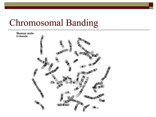 Chromosomal Banding 