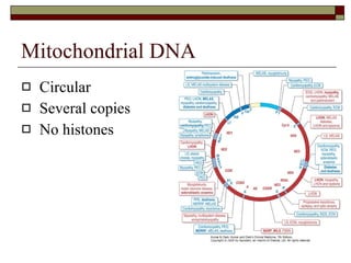 Mitochondrial DNA Circular Several copies No histones 