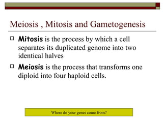 Meiosis , Mitosis and Gametogenesis Mitosis  is the process by which a cell separates its duplicated genome into two identical halves  Meiosis  is the process that transforms one diploid into four haploid cells. Where do your genes come from? 