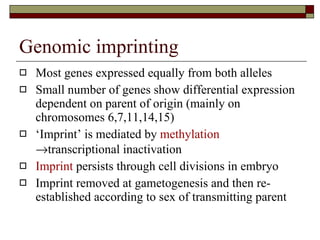 Genomic imprinting Most genes expressed equally from both alleles Small number of genes show differential expression dependent on parent of origin (mainly on chromosomes 6,7,11,14,15) ‘ Imprint’ is mediated by  methylation    transcriptional inactivation Imprint  persists through cell divisions in embryo Imprint removed at gametogenesis and then re-established according to sex of transmitting parent 