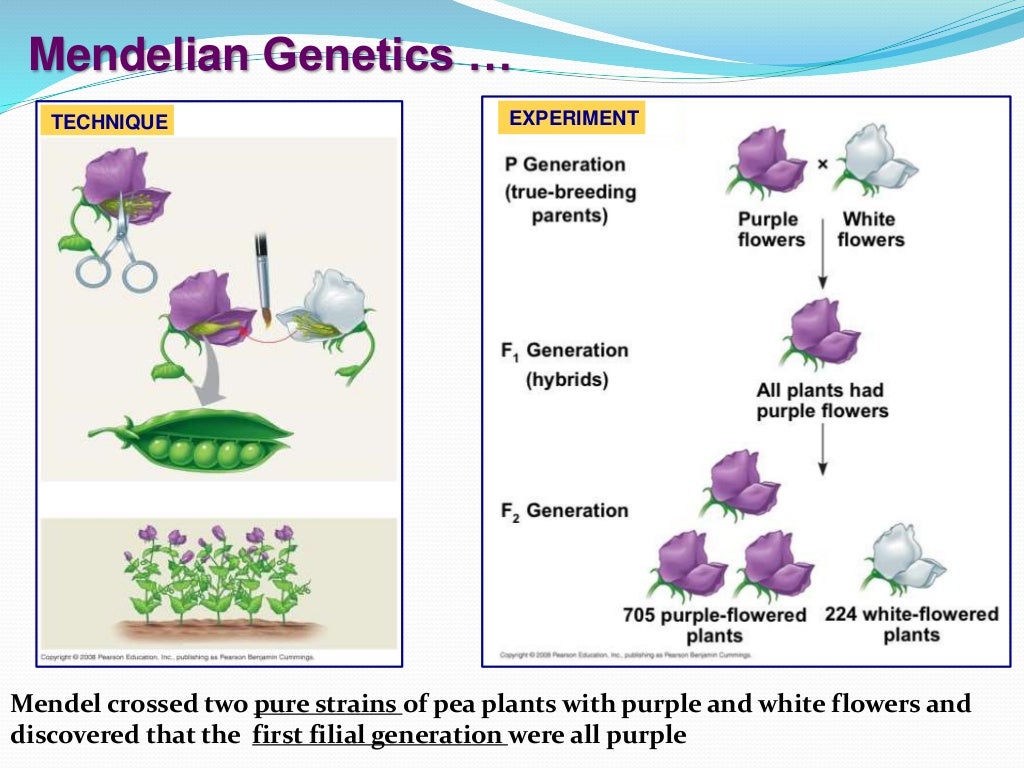 Chapter 6 Gregor Mendel And Genetics Worksheets Answer Key