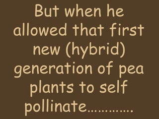 But when he allowed that first new (hybrid) generation of pea plants to self pollinate…………. 