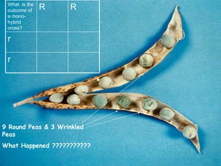 9 Round Peas & 3 Wrinkled Peas What Happened ??????????? r r R R What  is the outcome of a mono-hybrid cross? 