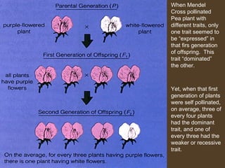 When Mendel Cross pollinated Pea plant with different traits, only one trait seemed to be “expressed” in that firs generation of offspring.  This trait “dominated” the other. Yet, when that first generation of plants were self pollinated, on average, three of every four plants had the dominant trait, and one of every three had the weaker or recessive trait. 