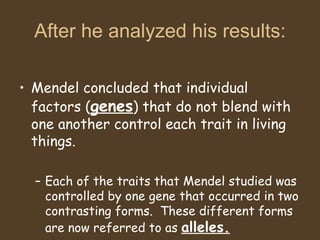 After he analyzed his results: Mendel concluded that individual factors ( genes ) that do not blend with one another control each trait in living things. Each of the traits that Mendel studied was controlled by one gene that occurred in two contrasting forms.  These different forms are now referred to as  alleles. 