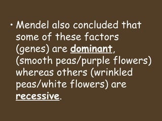 Mendel also concluded that some of these factors (genes) are  dominant , (smooth peas/purple flowers) whereas others (wrinkled peas/white flowers) are  recessive . 