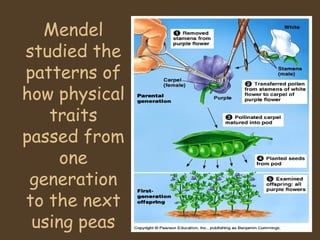 Mendel studied the patterns of how physical traits passed from one generation to the next using peas 