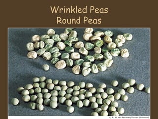 Wrinkled Peas Round Peas 