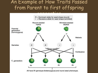 An Example of How Traits Passed from Parent to first offspring generation 