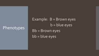 Phenotypes
Example: B = Brown eyes
b = blue eyes
Bb = Brown eyes
bb = blue eyes
 